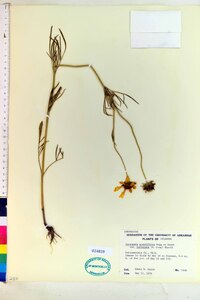 Coreopsis grandiflora var. harveyana image