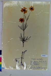 Coreopsis grandiflora var. harveyana image