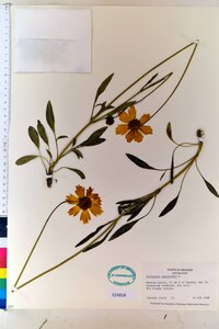 Coreopsis lanceolata image