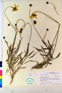 Coreopsis lanceolata image