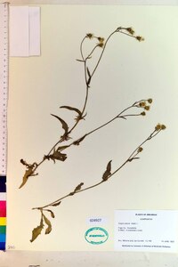 Crepis setosa image