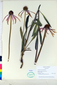 Echinacea simulata image
