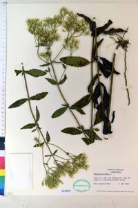 Eupatorium album image
