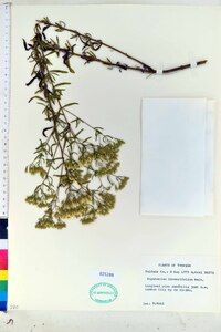 Eupatorium linearifolium image