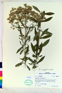 Eupatorium cuneifolium image