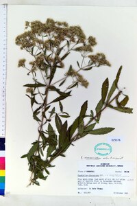 Eupatorium semiserratum image