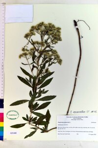 Eupatorium semiserratum image