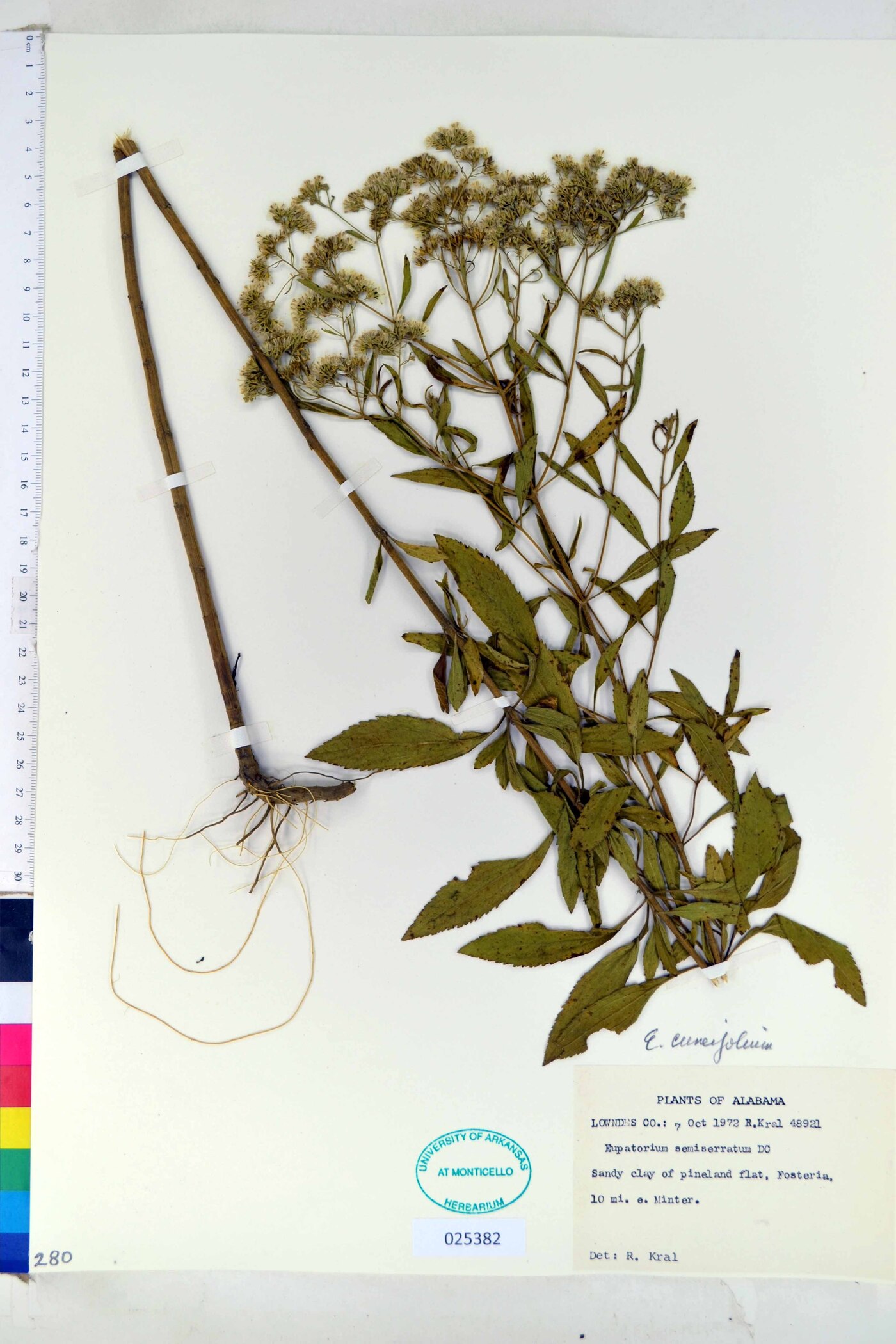 Eupatorium cuneifolium image