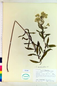 Eupatorium cuneifolium image