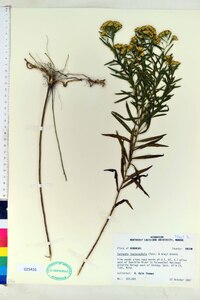Euthamia leptocephala image