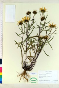 Grindelia lanceolata image