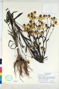 Helenium flexuosum image