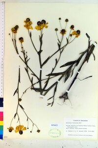 Helenium flexuosum image