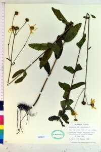 Helianthus divaricatus image