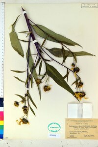 Helianthus grosseserratus image