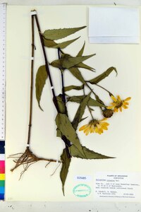 Helianthus hirsutus image