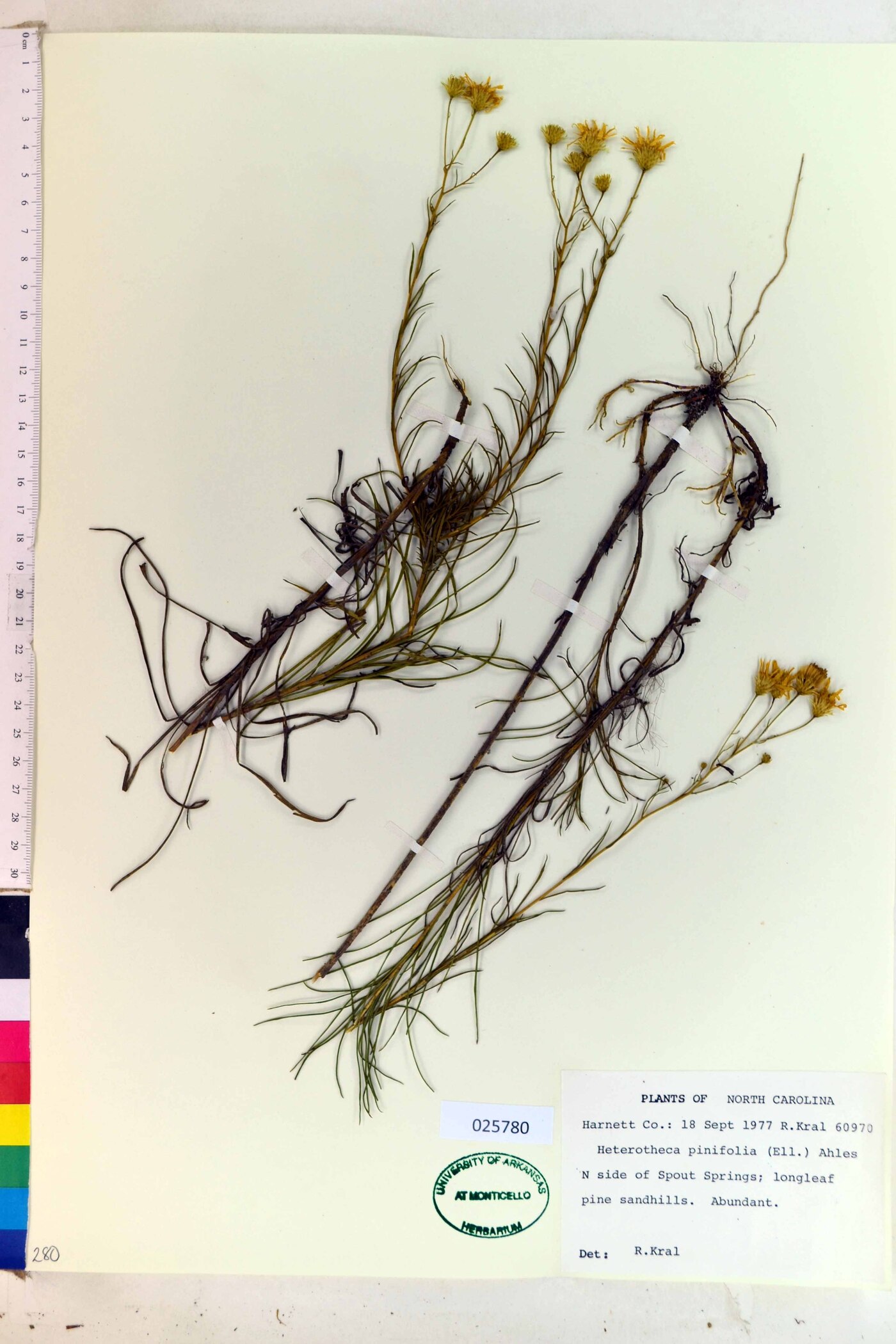 Heterotheca pinifolia image