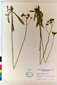 Hieracium piloselloides image