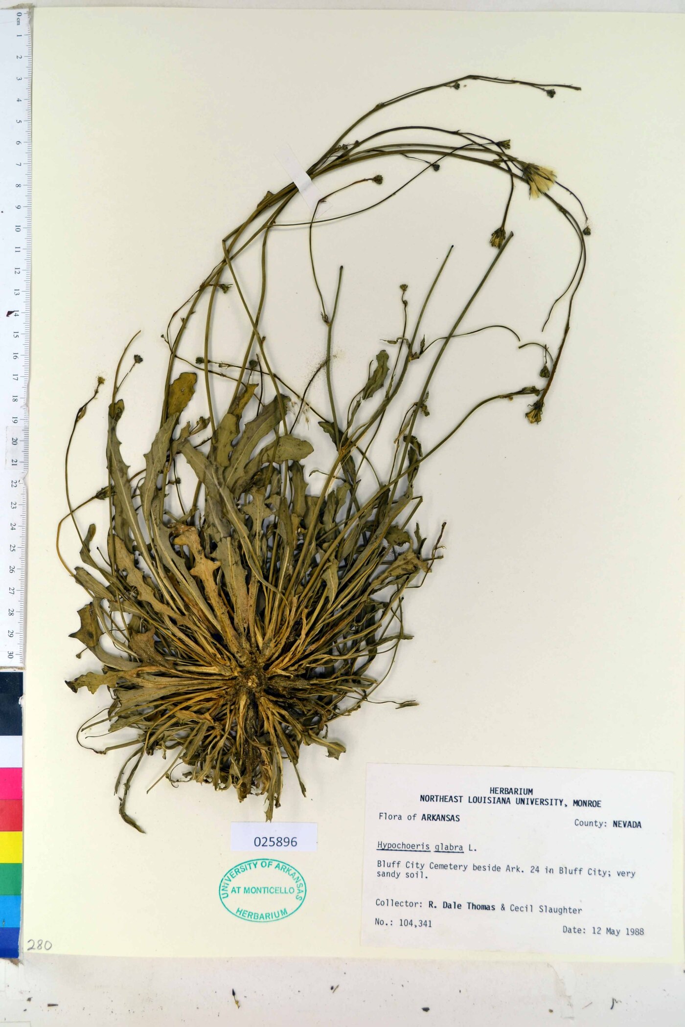 Hypochaeris glabra image