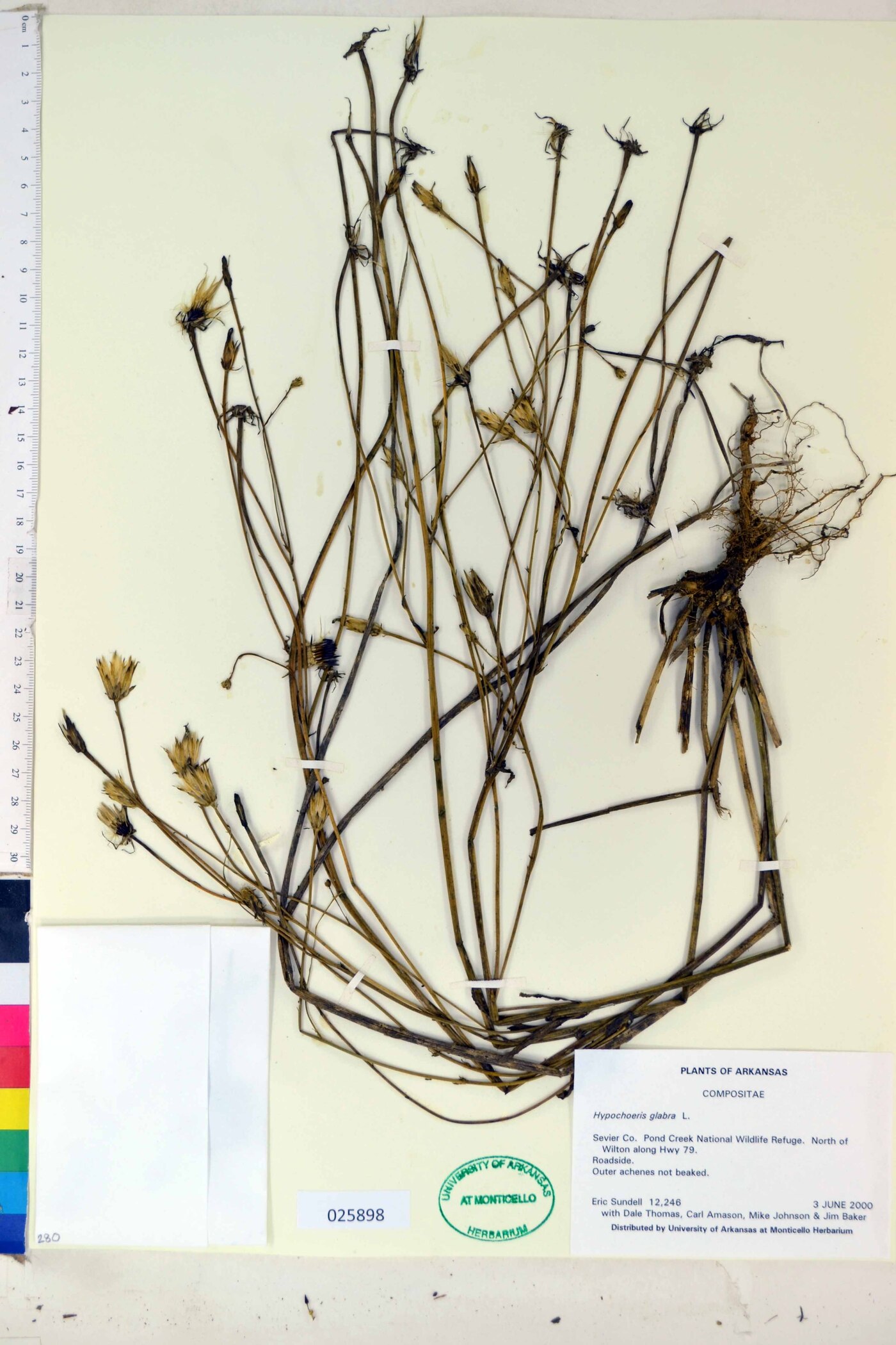 Hypochaeris glabra image
