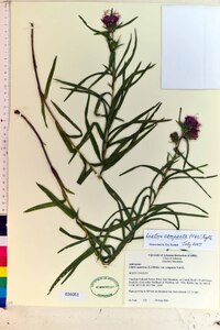 Liatris compacta image