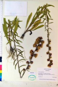 Liatris aspera image