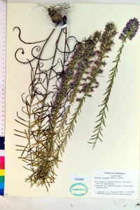 Liatris elegans image