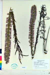 Liatris elegans image