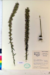 Liatris elegans image
