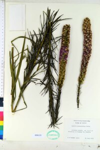 Liatris pycnostachya image