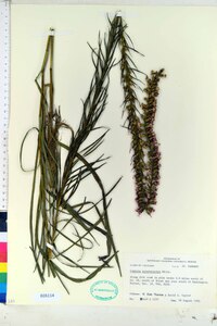 Liatris pycnostachya image