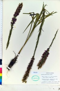 Liatris pycnostachya image