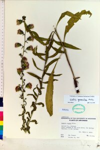 Liatris squarrulosa image