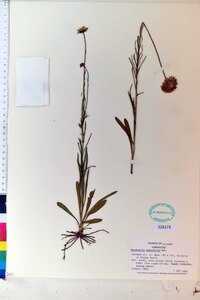 Marshallia tenuifolia image