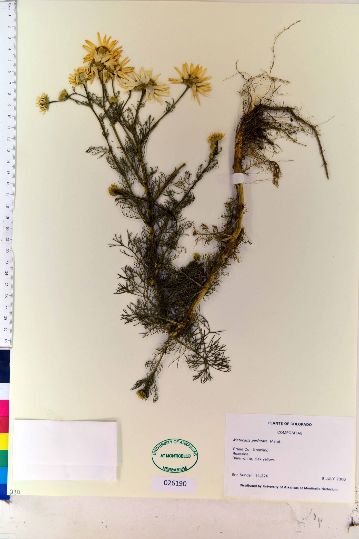Matricaria perforata image