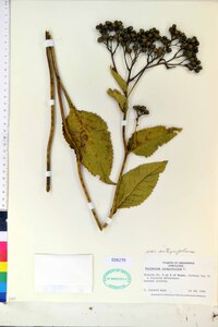 Parthenium integrifolium var. integrifolium image