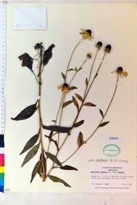 Rudbeckia fulgida var. umbrosa image