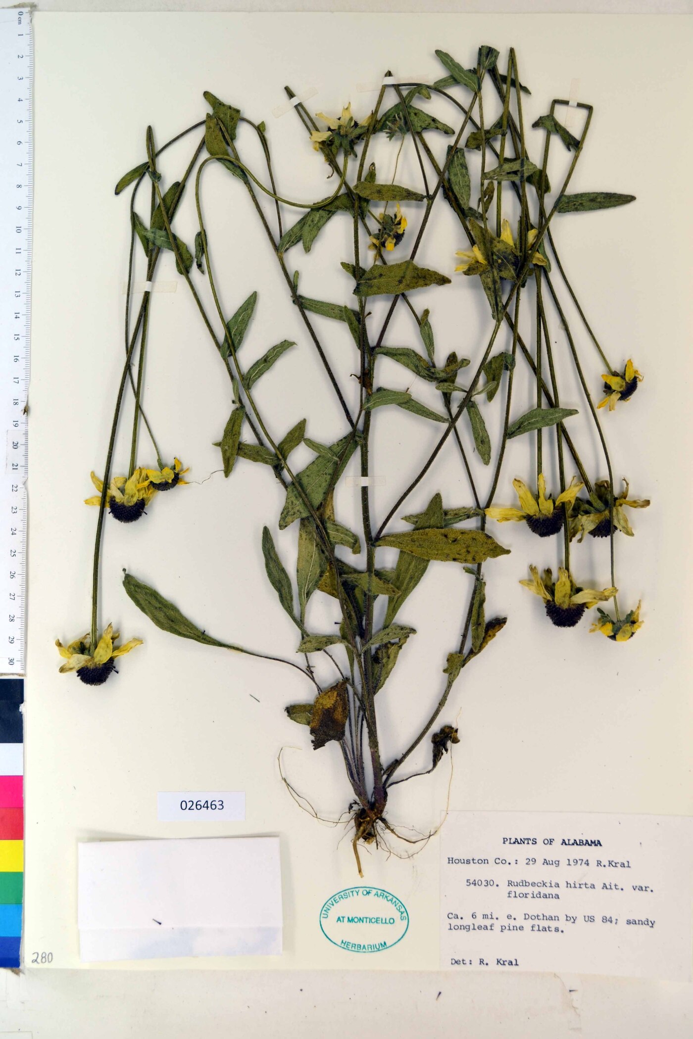 Rudbeckia hirta var. floridana image