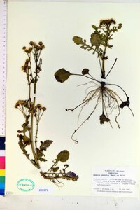 Packera obovata image