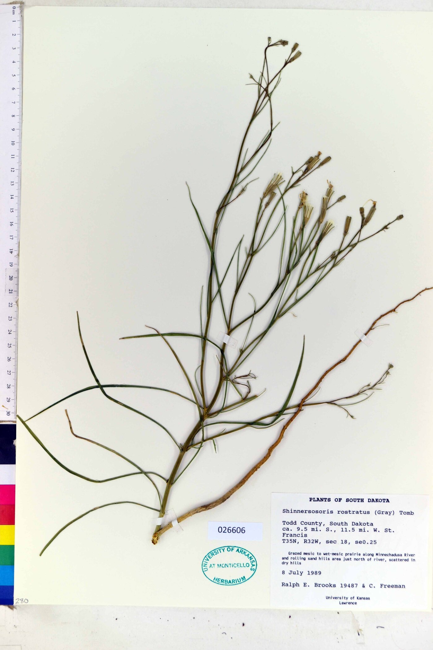 Shinnersoseris rostrata image