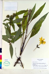 Silphium asteriscus image