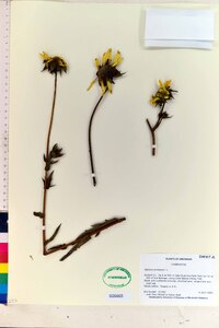 Silphium laciniatum image