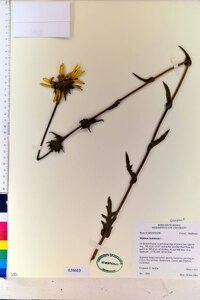 Silphium laciniatum image