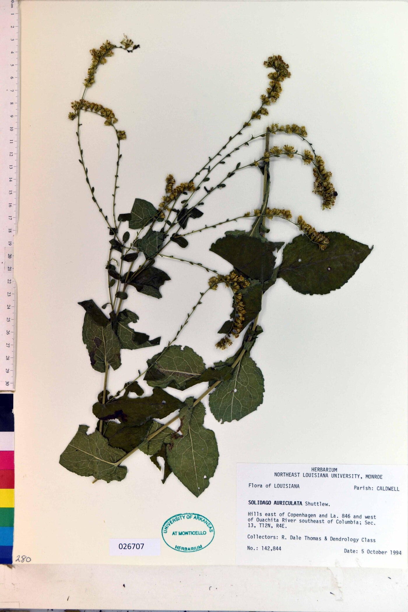 Solidago auriculata image