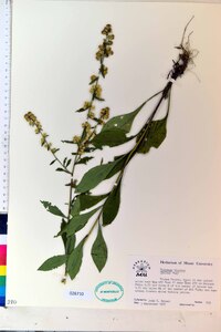 Solidago bicolor image