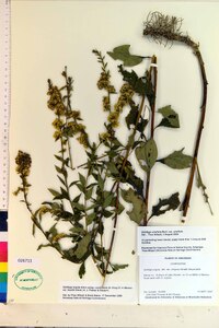 Solidago arguta var. boottii image