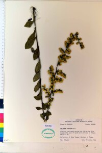 Solidago hispida image