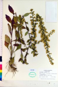 Solidago hispida image