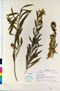 Solidago petiolaris image