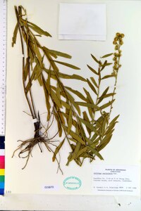 Solidago petiolaris image